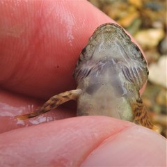 Cottus caeruleomentum