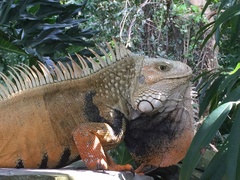 Iguana iguana