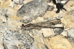 Argia immunda