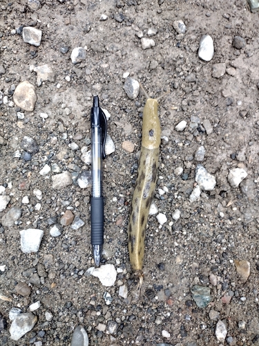 iNaturalist observation photo of Button's Banana Slug