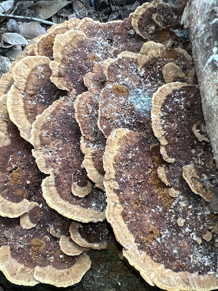 Fuscoporia gilva · April 2026 · photo: © andyjordan (iNaturalist, cc-by)