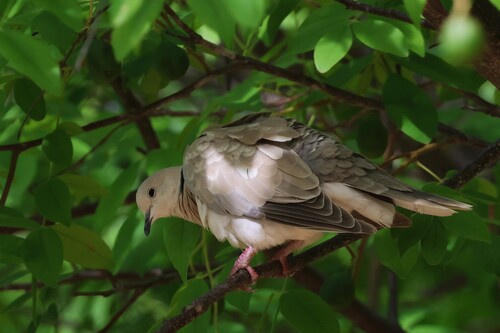 African Collared Dove (Streptopelia roseogrisea), photo 6