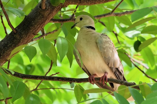 African Collared Dove (Streptopelia roseogrisea), photo 5
