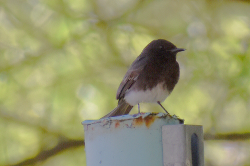 Black Phoebe
