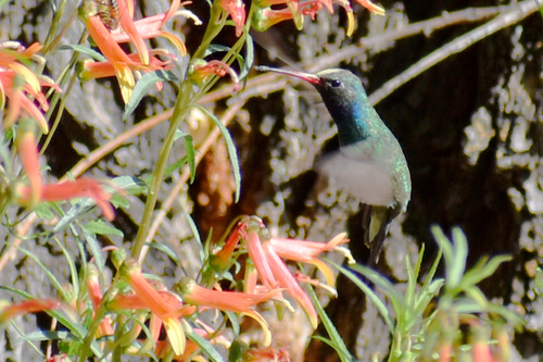 Broad-billed Hummingbird