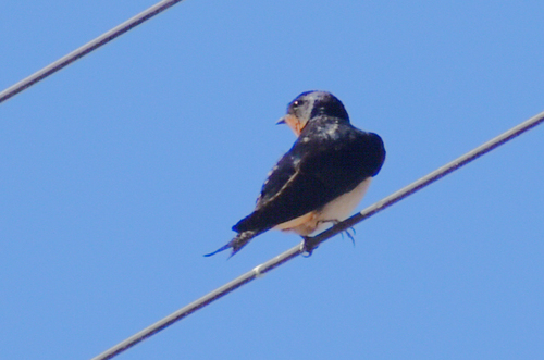 Barn Swallow