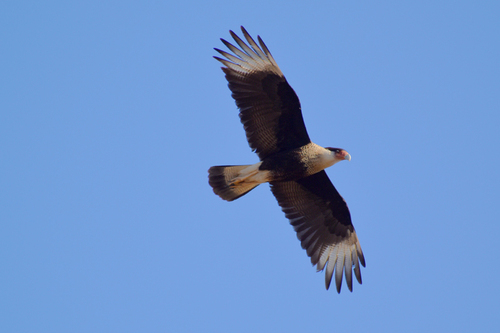 Crested Caracara