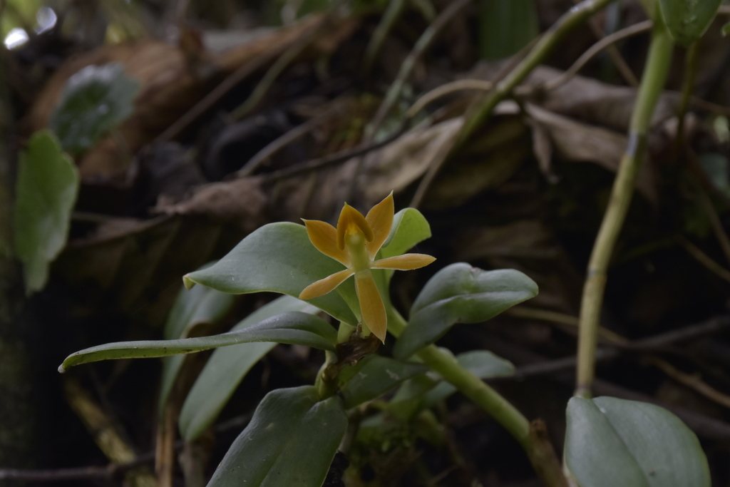 Epidendrum azuayense Hágsater & E.Santiago 4