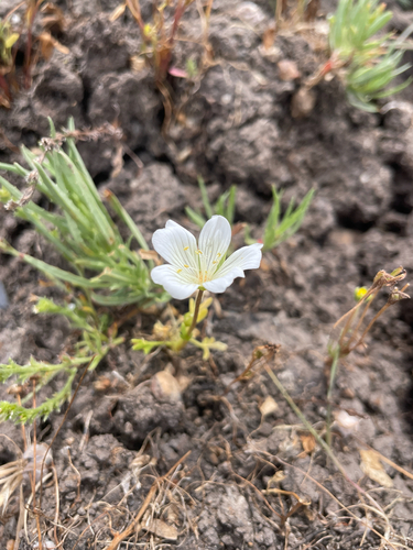 iNaturalist observation photo of Meadowfoams