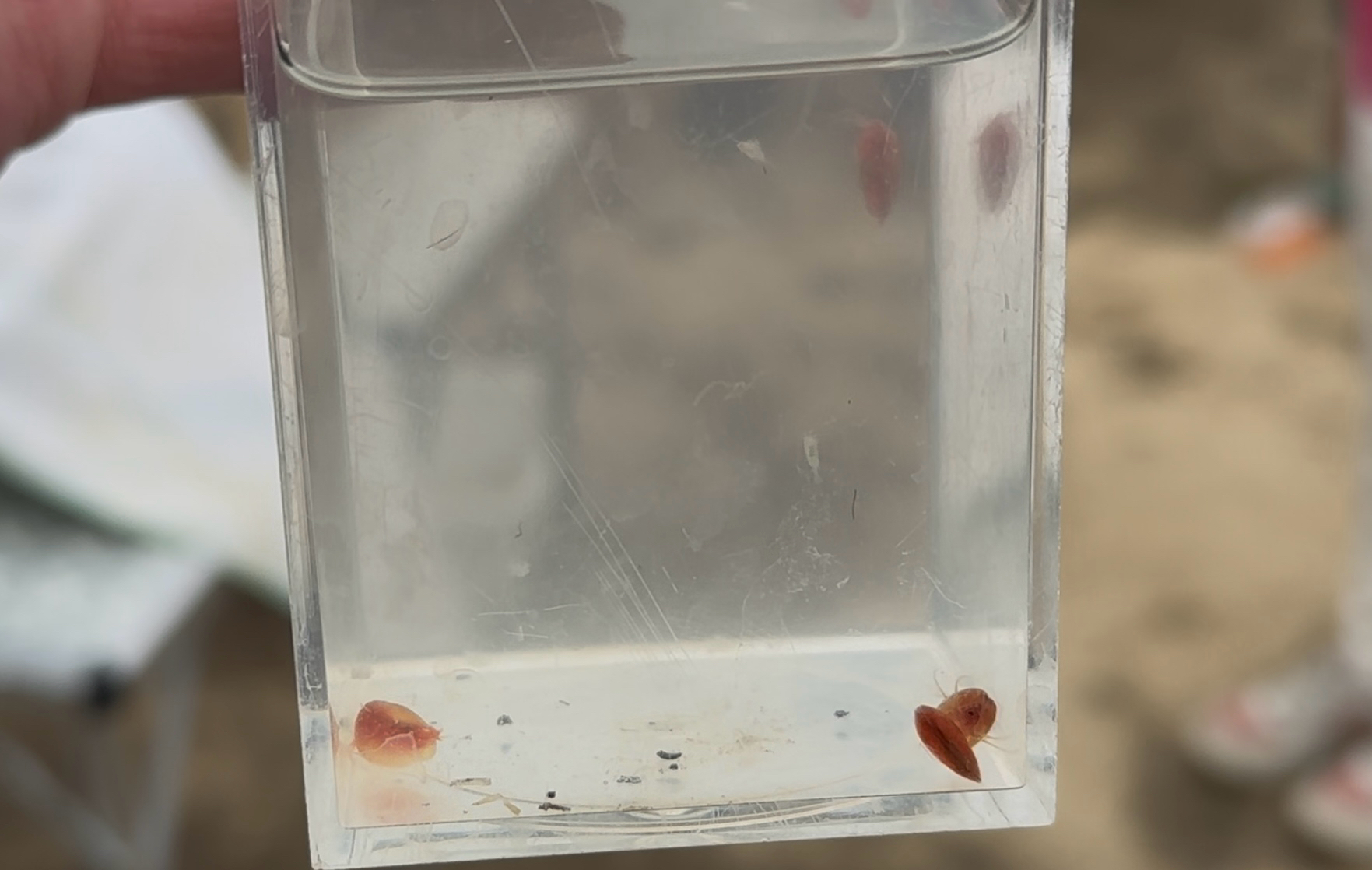 Cyzicus californicus (Packard, 1874)