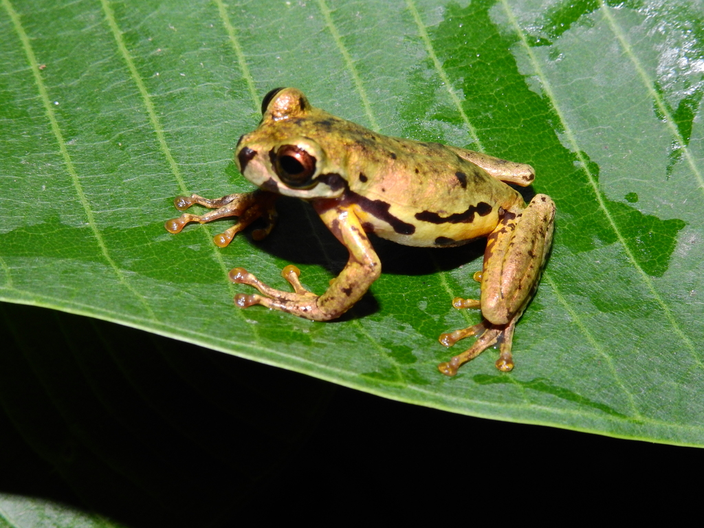 Toyota's Treefrog