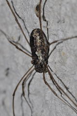 Platybunus pinetorum