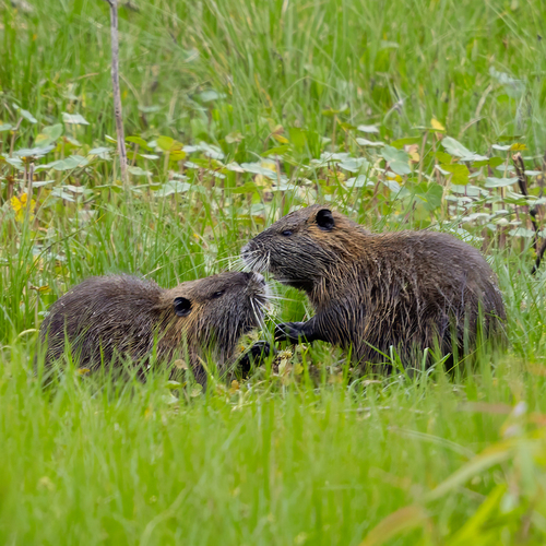 ヌートリア