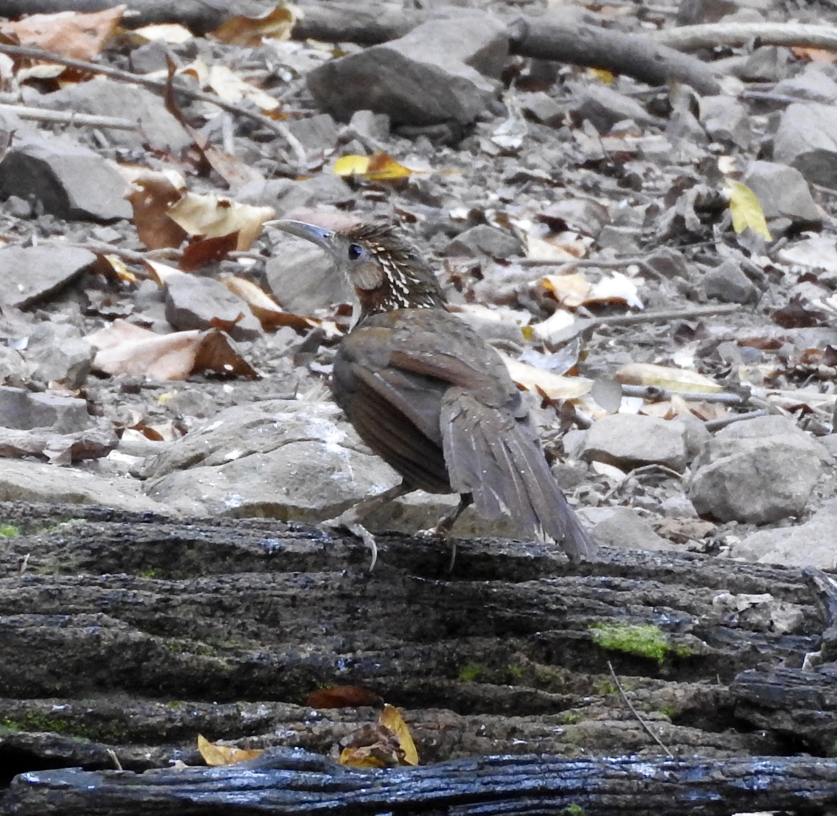 Large Scimitar Babbler