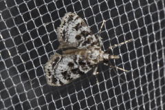 Eudonia delunella