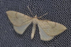 Gandaritis pyraliata
