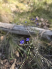 Wahlenbergia gracilis
