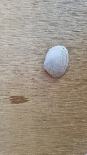 Venerupis largillierti, 2026-04-27