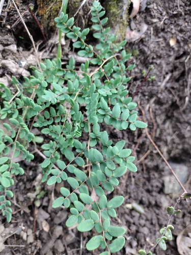 iNaturalist observation photo of Coffee Fern