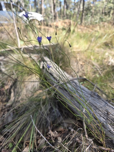 Wahlenbergia gracilis, photograph 2