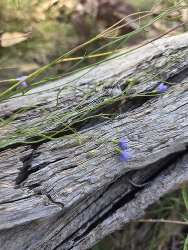 Wahlenbergia gracilis, photograph 3