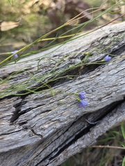 Wahlenbergia gracilis, photograph (c) Matthew Lincoln, some rights reserved (CC BY)