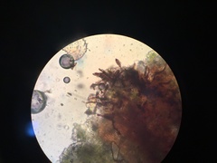 Taeniolella delicata