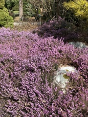 Ericeae