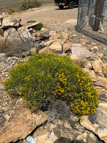 Ericameria laricifolia, photograph 3
