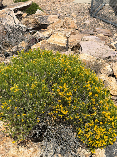 Ericameria laricifolia, photograph 2