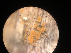 Arachnopeziza trabinelloides