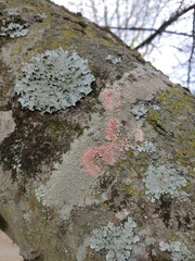 Marchandiomyces corallinus