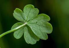 Ranunculus sessiliflorus