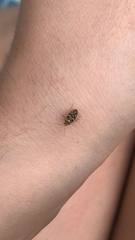 Tropidosteptes quercicola