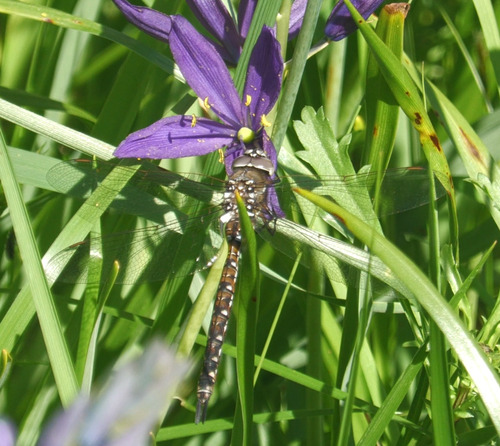 California Darner photo 5