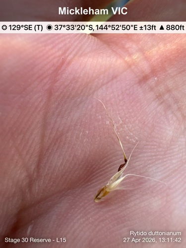 Rytidosperma duttonianum, 2026-04-27