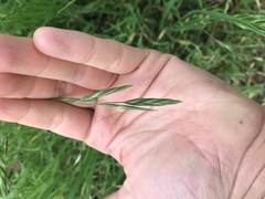 Bromus catharticus catharticus