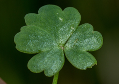 Ranunculus sessiliflorus