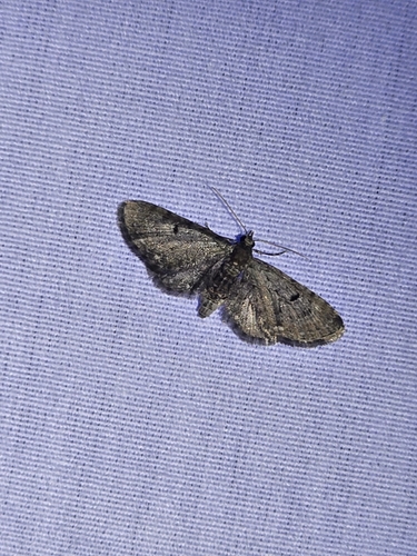 Common Eupithecia Moth photo 5