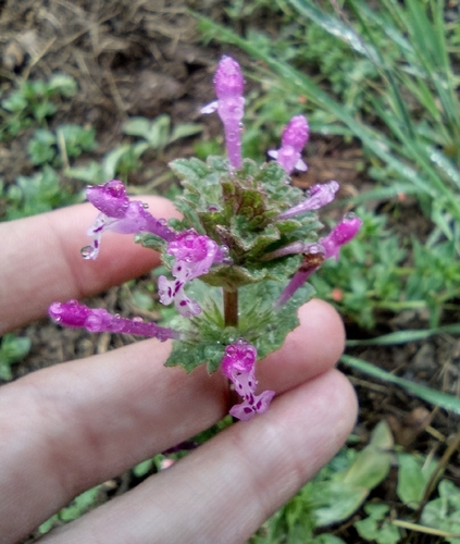 iNaturalist observation photo of henbit deadnettle
