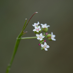 Platysace heterophylla