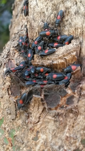 Stenomacra marginella