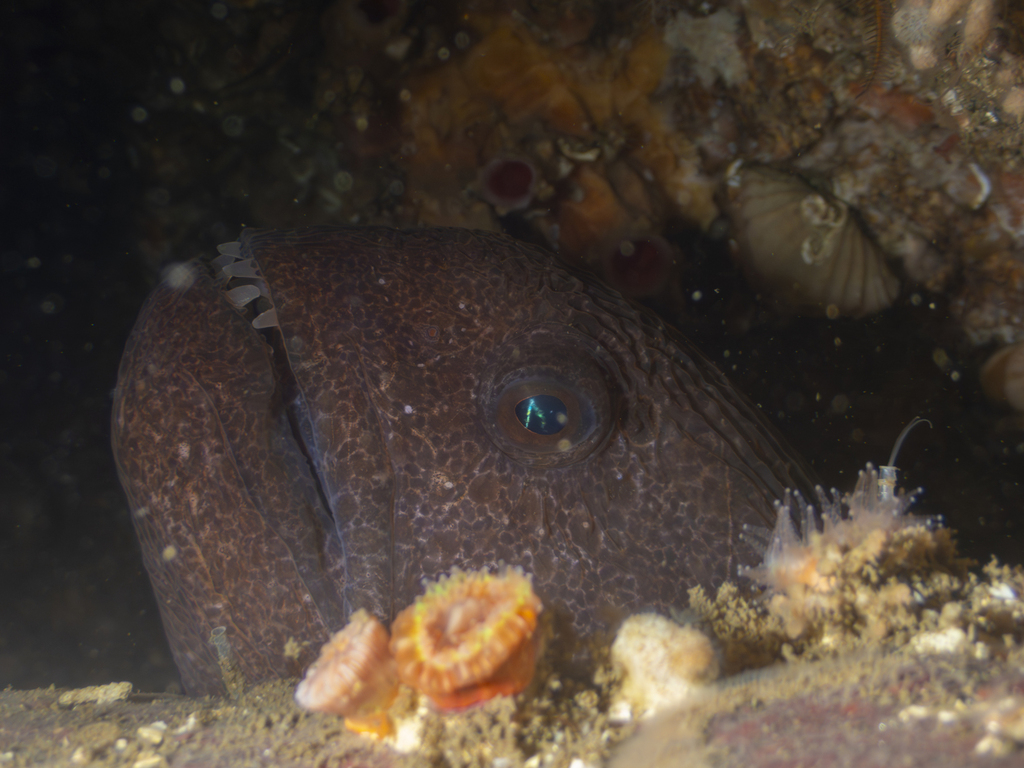 Wolf eel looking out from a rocky den, its textured face and eye visible
