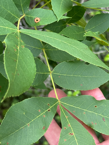 Carya texana, photograph 6