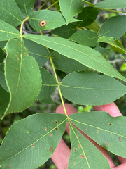 Carya texana, photograph (c) Chet Burrier, some rights reserved (CC BY)