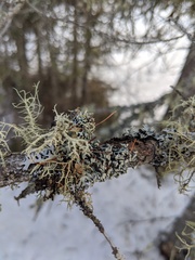 Hypogymnia incurvoides