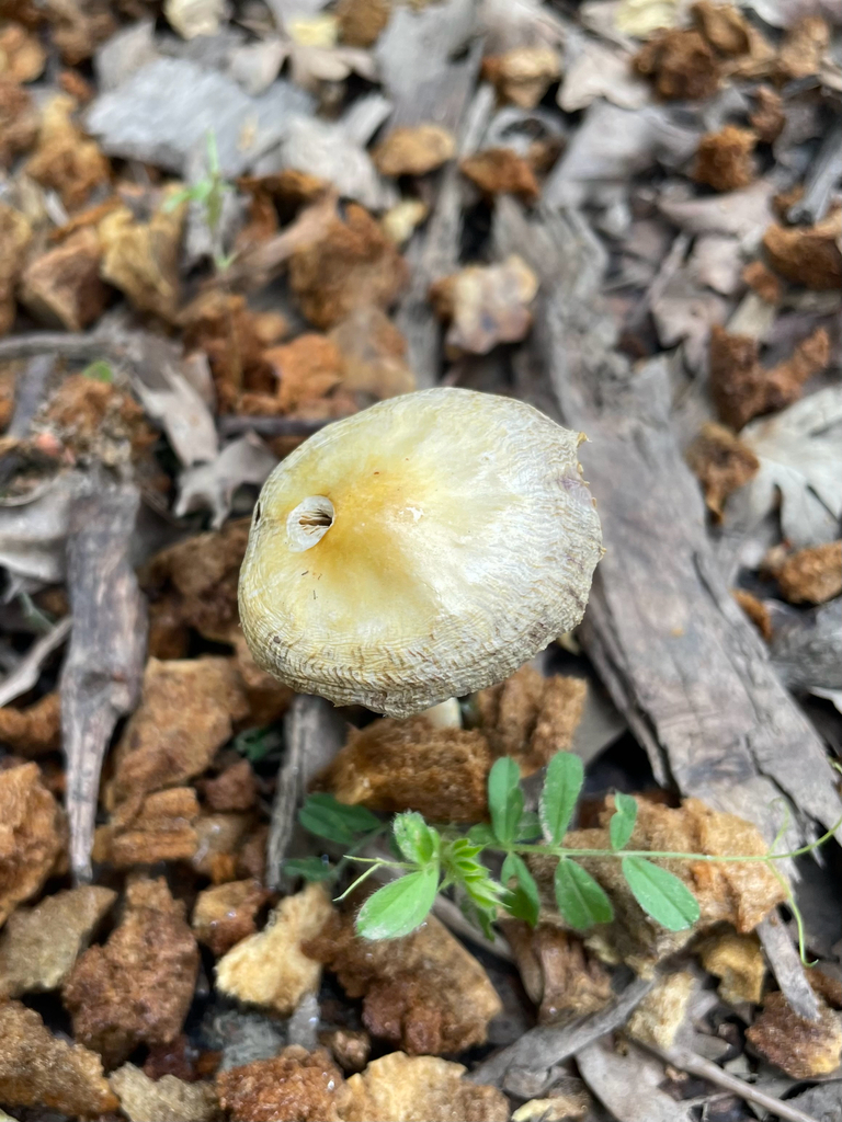 Bolbitius titubans · April 2026 · photo: © antrozousamelia (iNaturalist, cc-by)