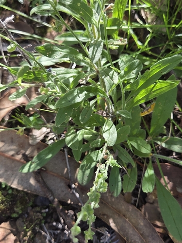 Cynoglossum australe (Cynoglossum australe)