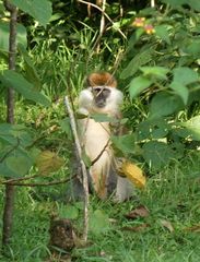 Chlorocebus aethiops