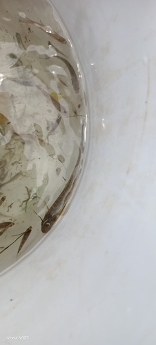 Palmtail Goby (Gobionellus microdon)
